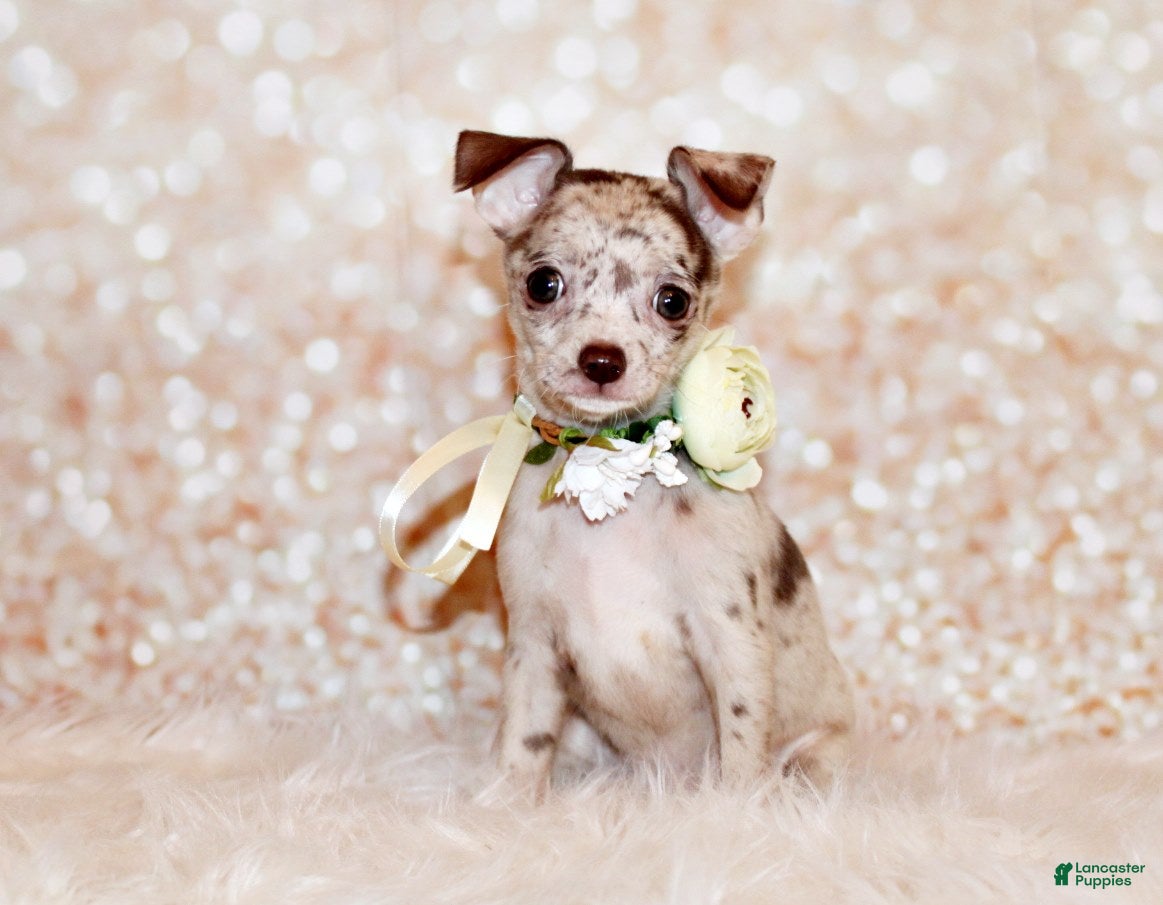 Chihuahua dogs Gretchen - Ad 1