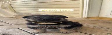 Yellow Male