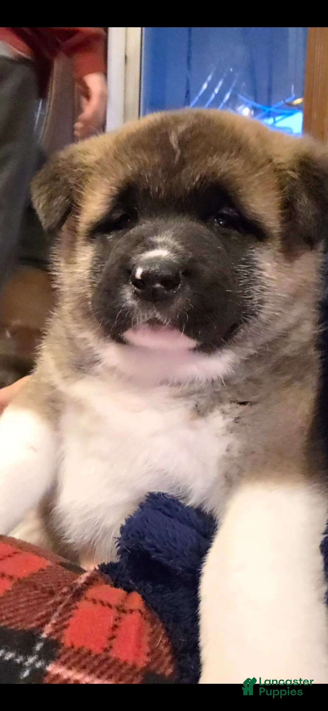 Akita dogs for sale: AKC Finn - Ad 4