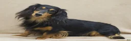 Miniature Dachshund dogs for sale: Venus - Ad 6