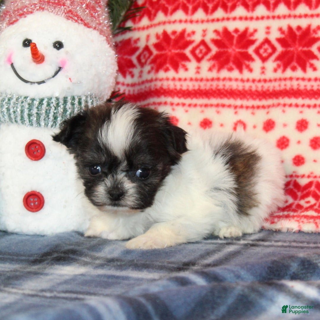 Teddy Bear dogs for sale: Holly - Ad 4