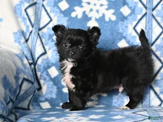 Chihuahua dogs Cooper - Ad 20