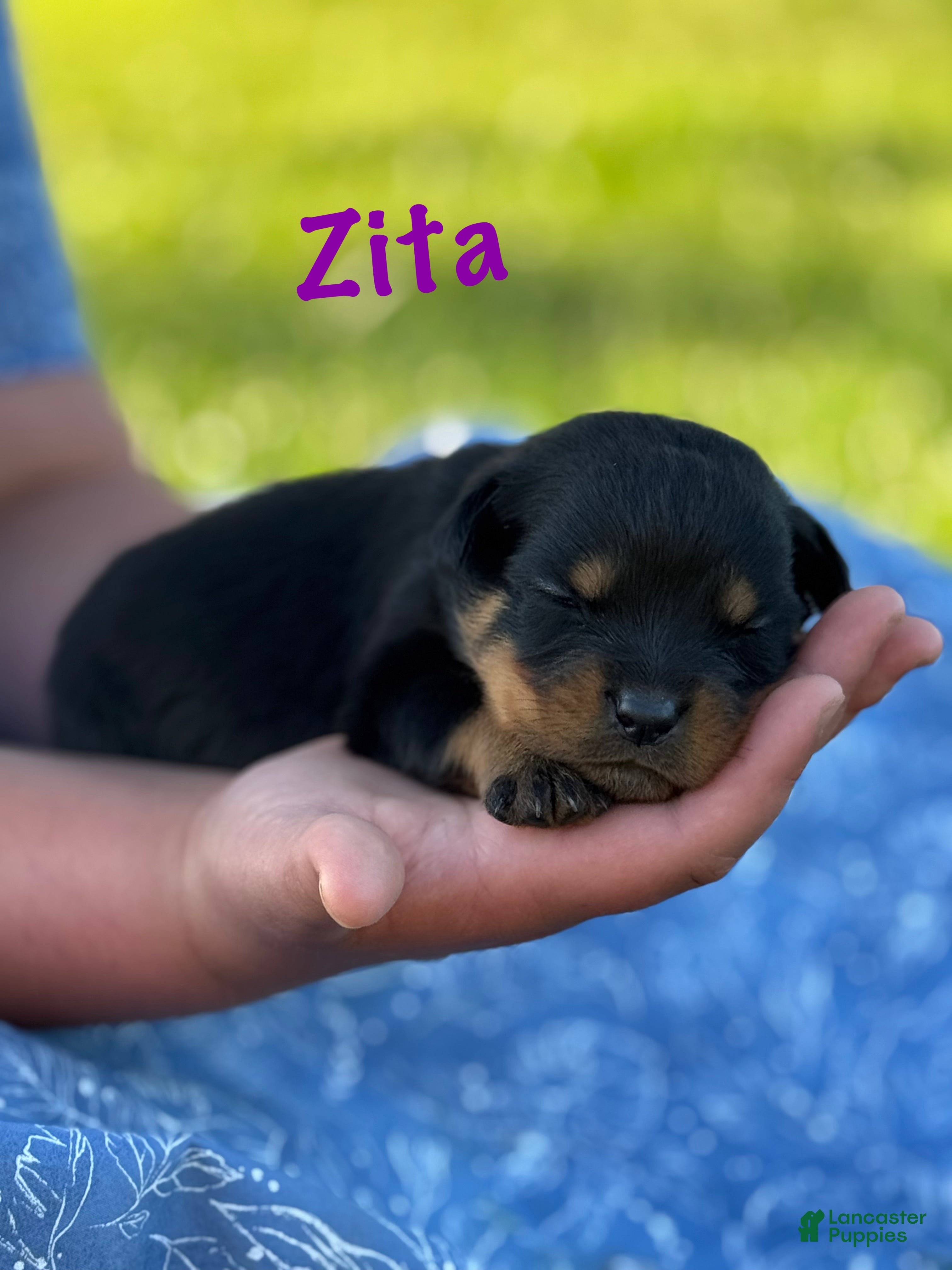 Rottweiler dogs for sale: Zita w LONG TAIL  - Ad 3