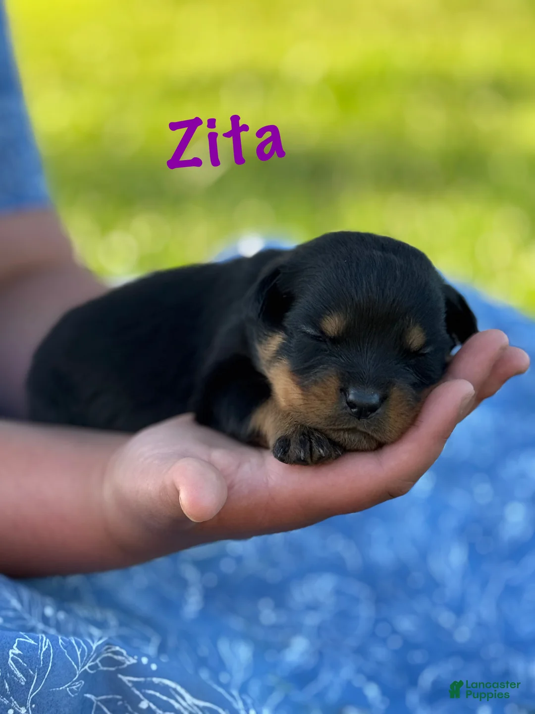 Rottweiler dogs for sale: Zita w LONG TAIL  - Ad 1