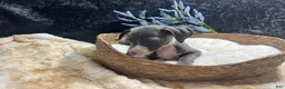 Italian Greyhound dogs for sale: Italian Greyhound 2 - Ad 4