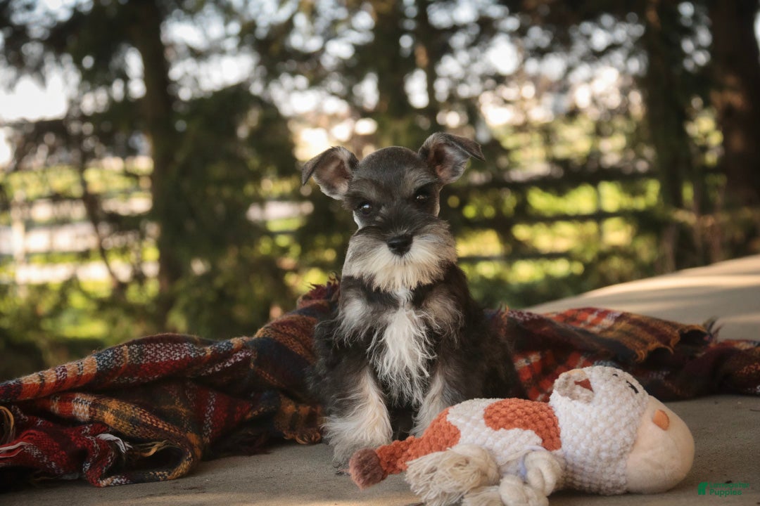 Miniature Schnauzer dogs for sale: Georgia Miniature Schnauzer - Ad 1