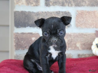 Mixed Breed dogs - Ad 25