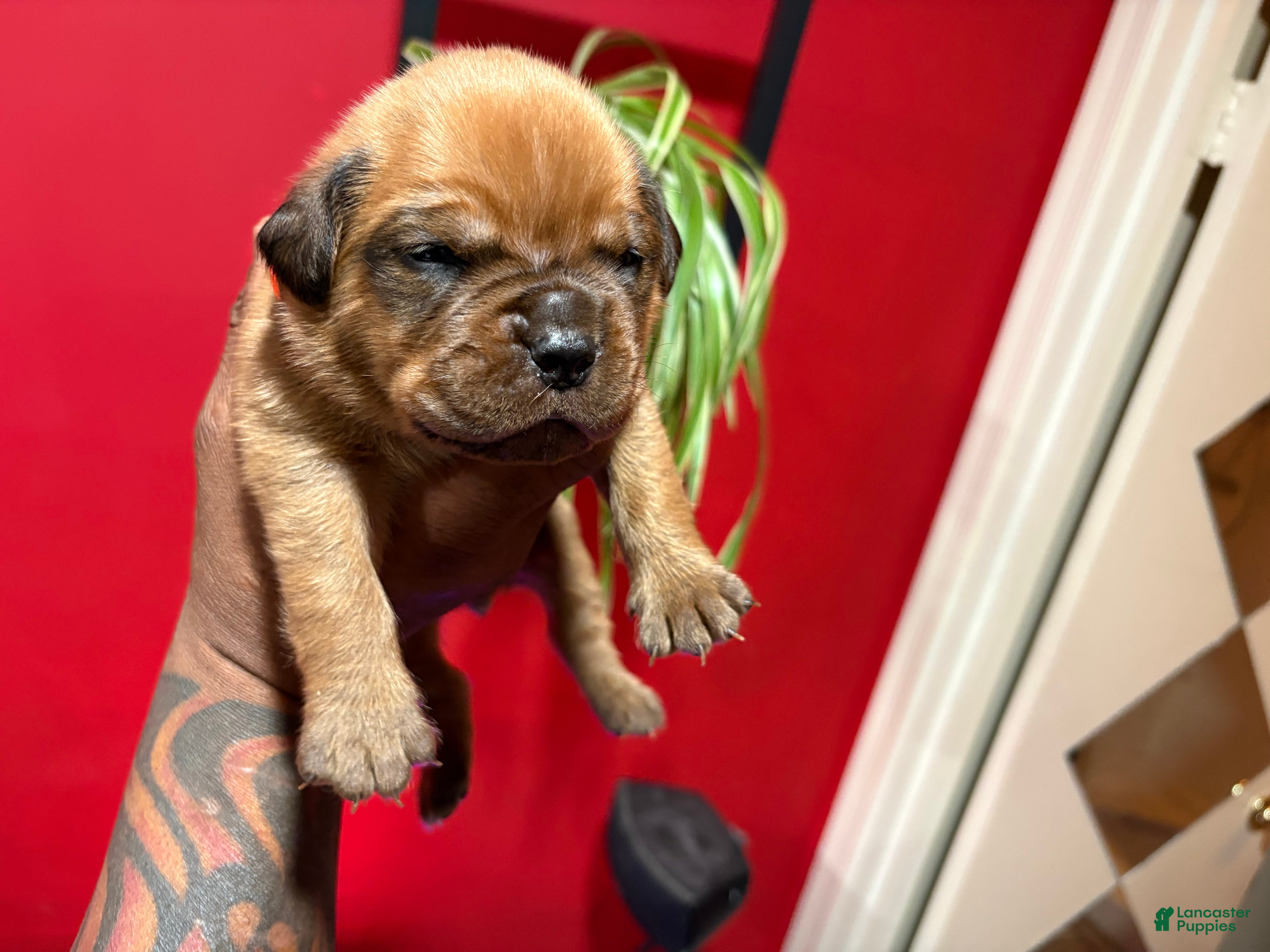 Dogue De Bordeaux dogs Dogue De Bordeaux Puppy 5 - Ad 2