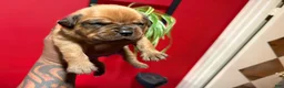 Dogue De Bordeaux dogs for sale: Dogue De Bordeaux Puppy 5 - Ad 2