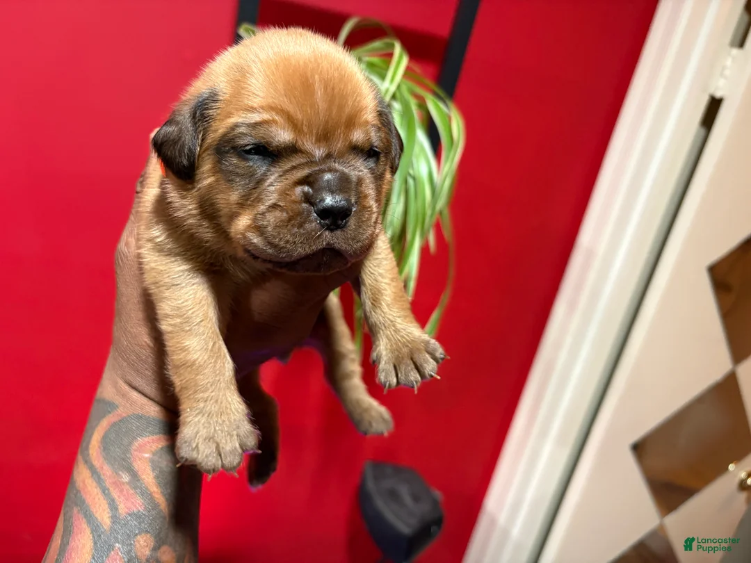 Dogue De Bordeaux dogs for sale: Dogue De Bordeaux Puppy 5 - Ad 2