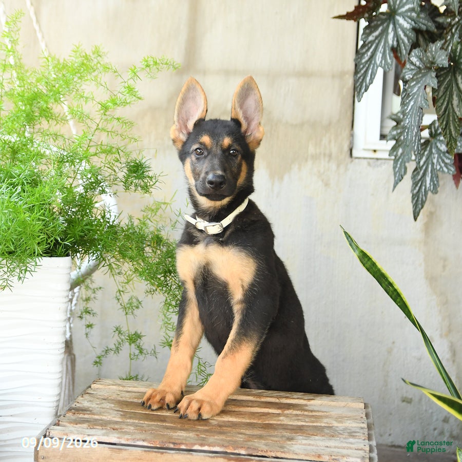 German Shepherd dogs Nutmeg - Ad 2