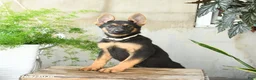 German Shepherd dogs for sale: Nutmeg - Ad 7