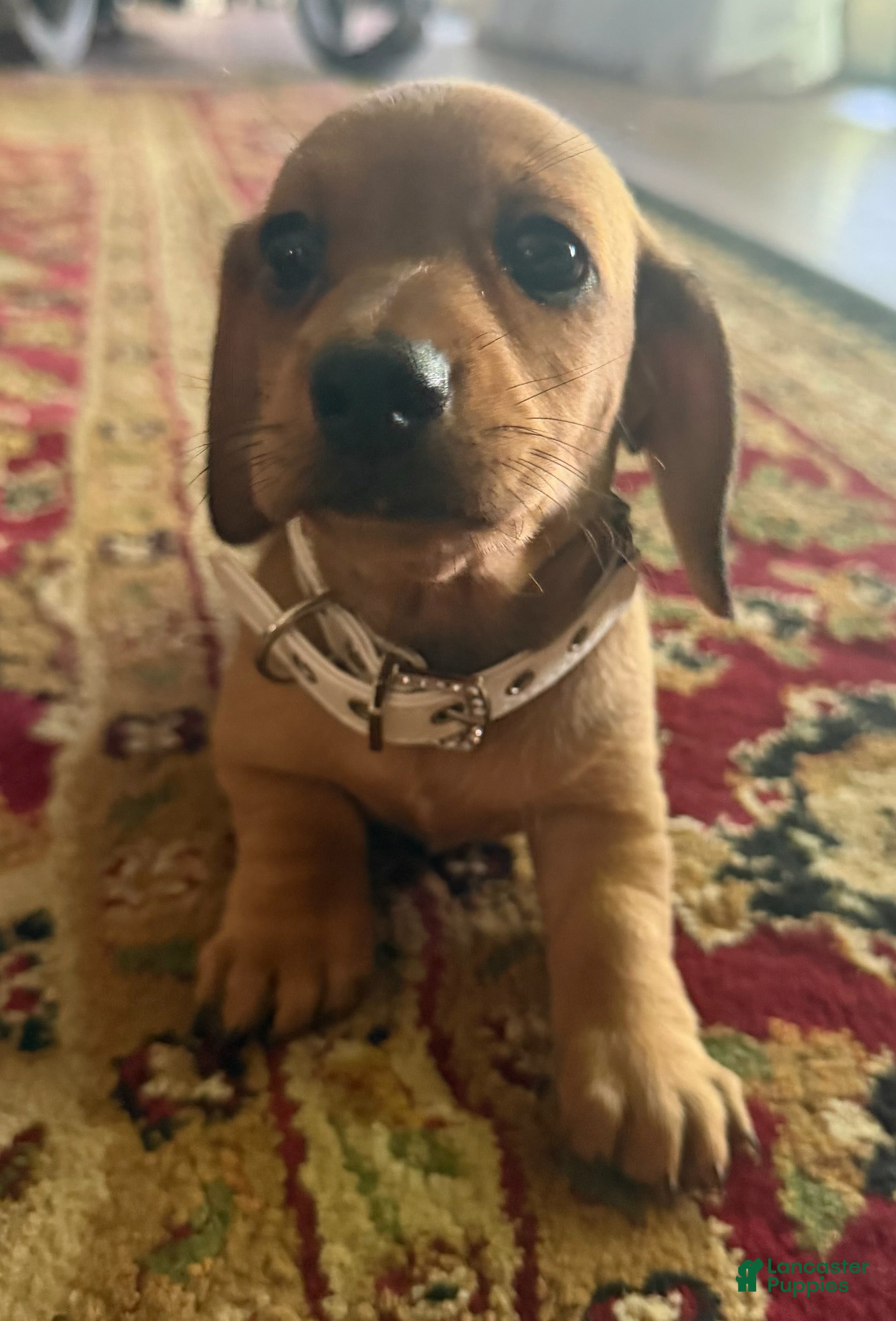 Miniature Dachshund dogs Female Smooth Coat, Red - Ad 17