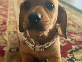 Miniature Dachshund dogs Female Smooth Coat, Red - Ad 17