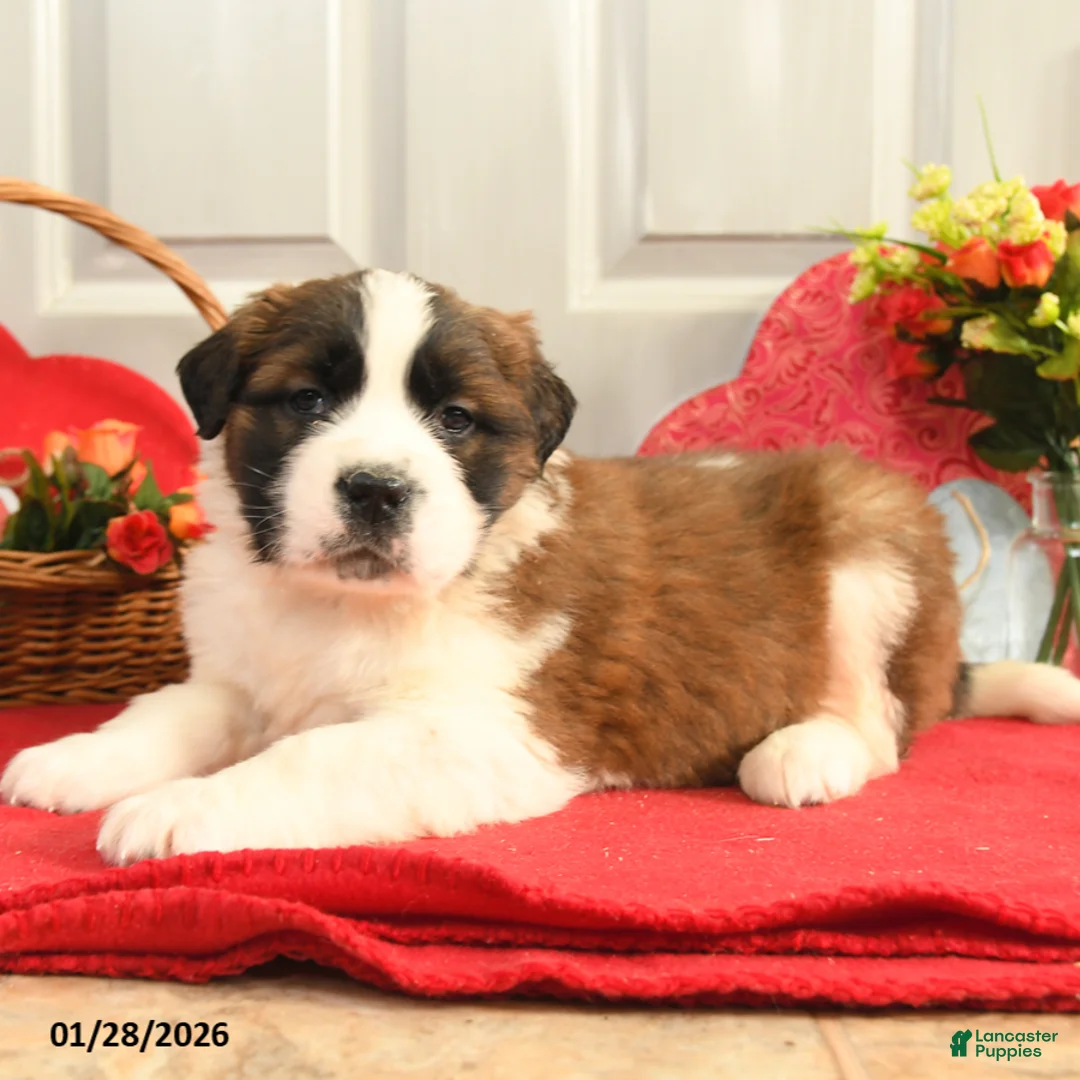 Saint Bernard dogs for sale: Hilda - Ad 1