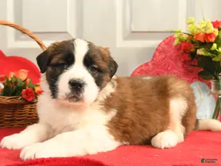 Saint Bernard dogs Hilda - Ad 15