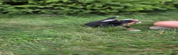 Bernedoodle dogs for sale: Bernedoodle Silver - Ad 4