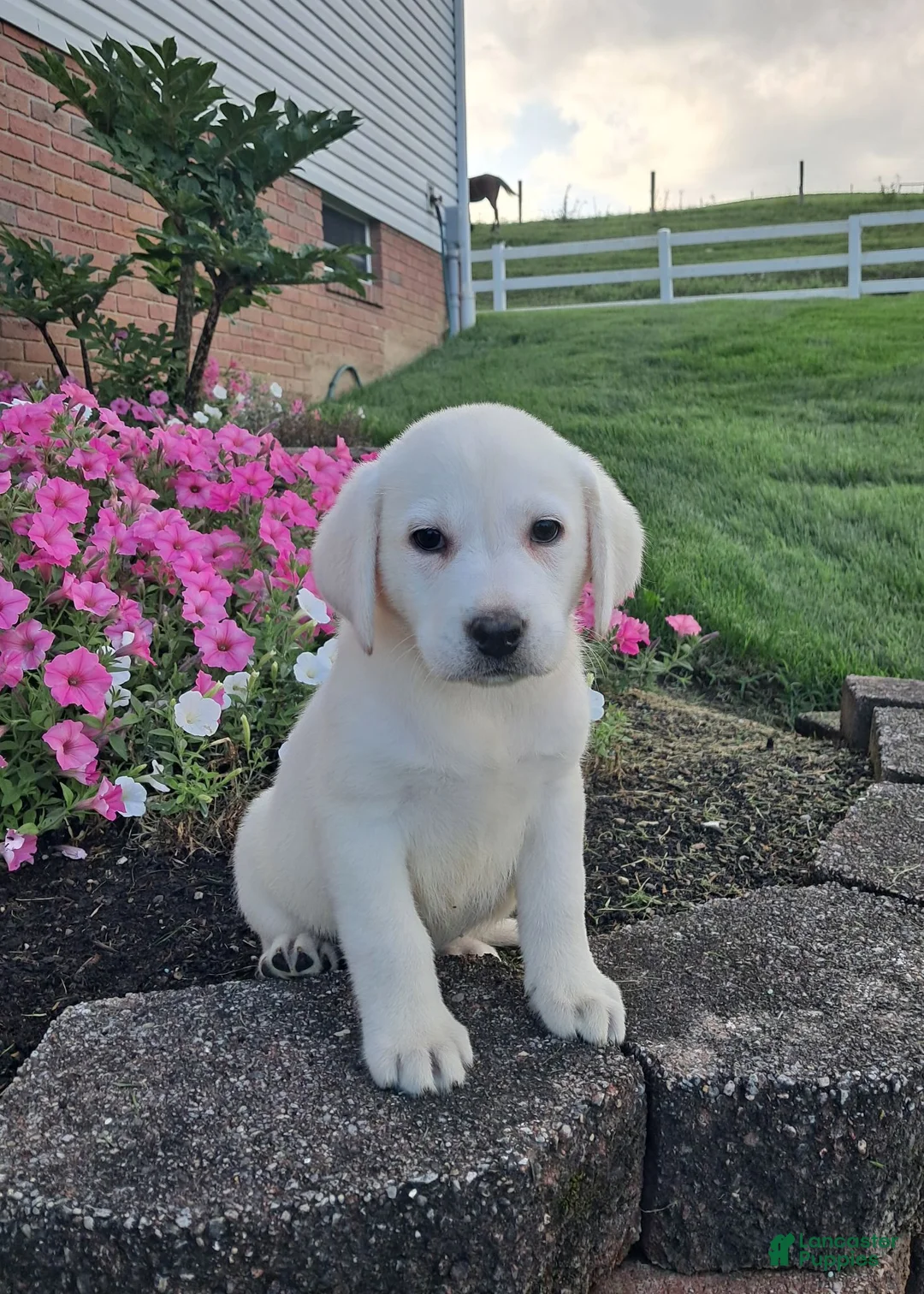 Labrador Retriever dogs for sale: Arch - Ad 2
