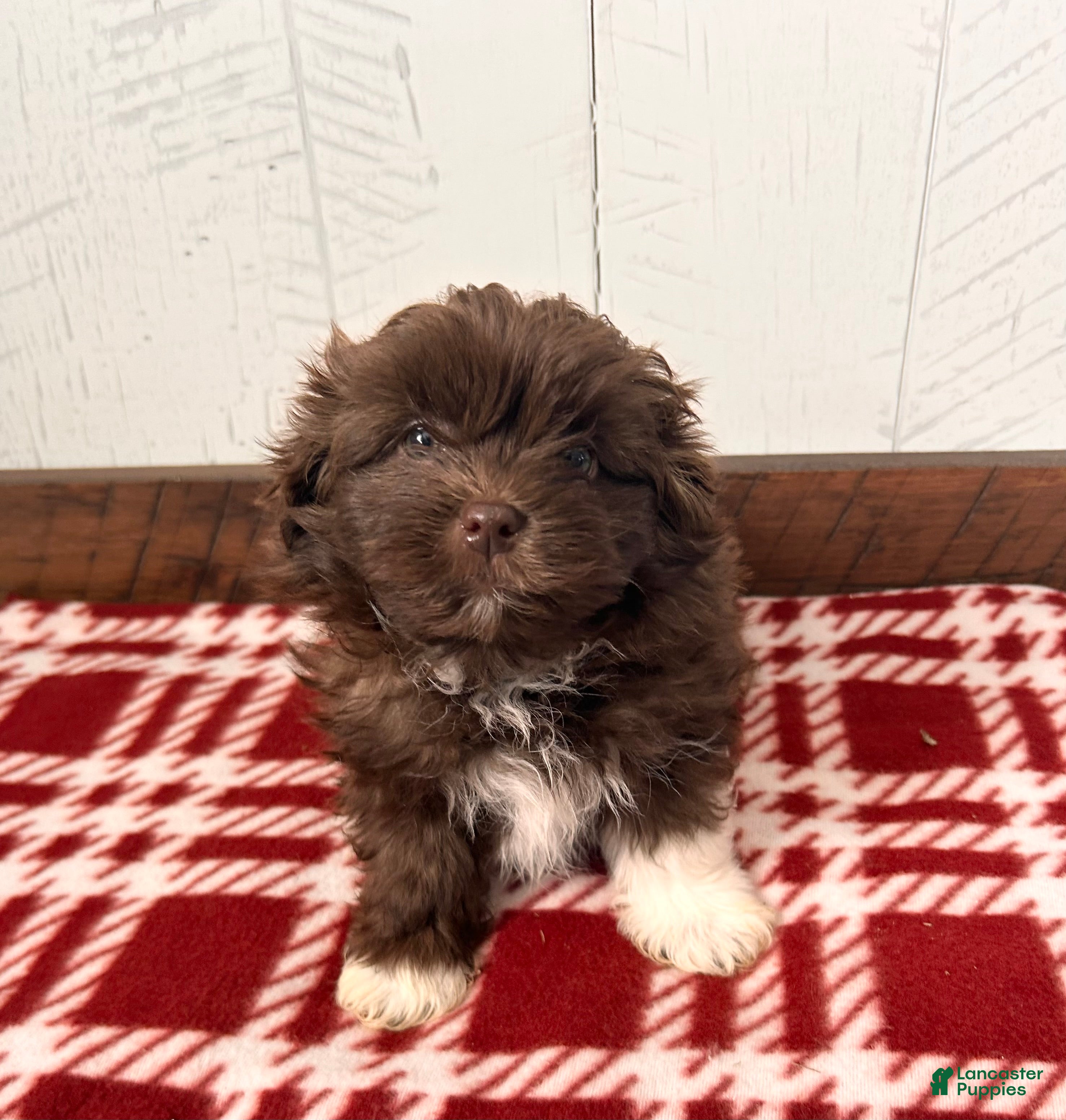 Mixed Breed dogs Gulliver - Ad 2