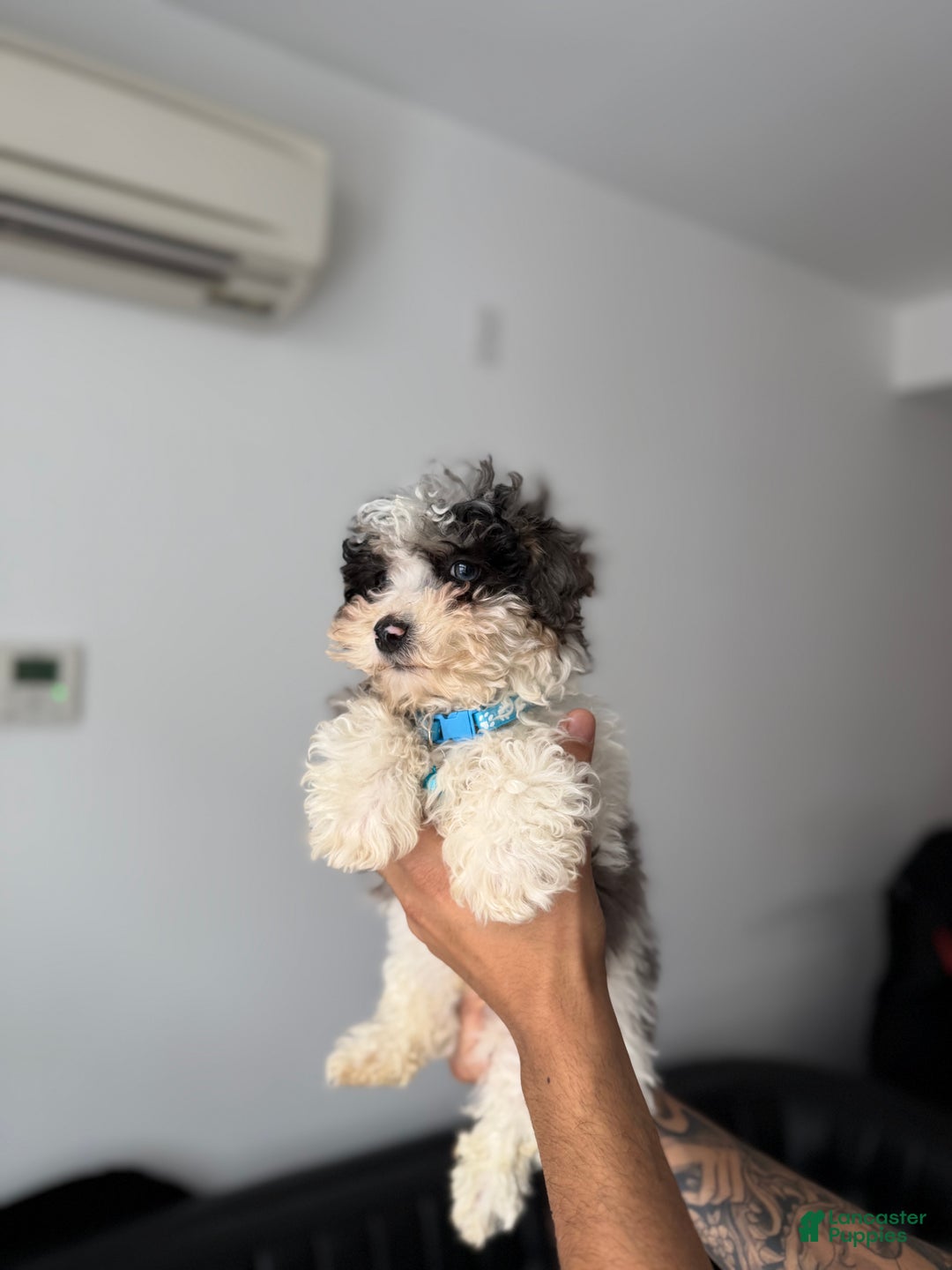 Toy Poodle dogs for sale: Flash - Ad 3