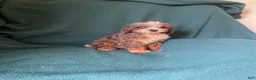 Cockapoo dogs for sale: Cockapoo 4 - Ad 2