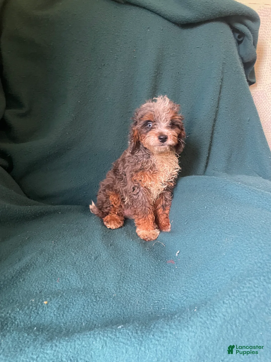 Cockapoo dogs for sale: Cockapoo 4 - Ad 2
