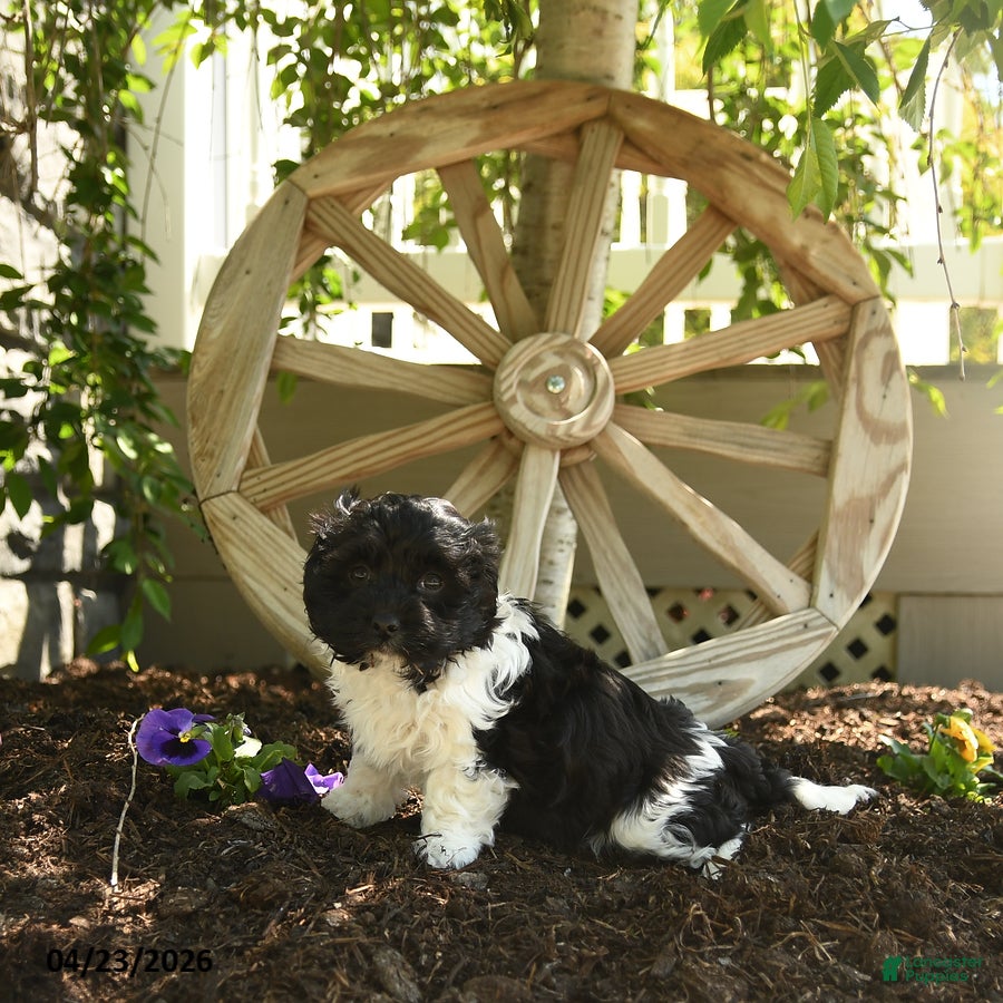 Havanese dogs Feona - Ad 2