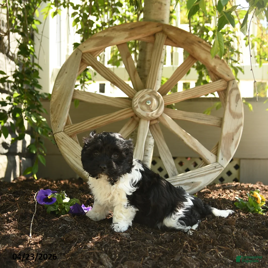 Havanese dogs for sale: Feona - Ad 2