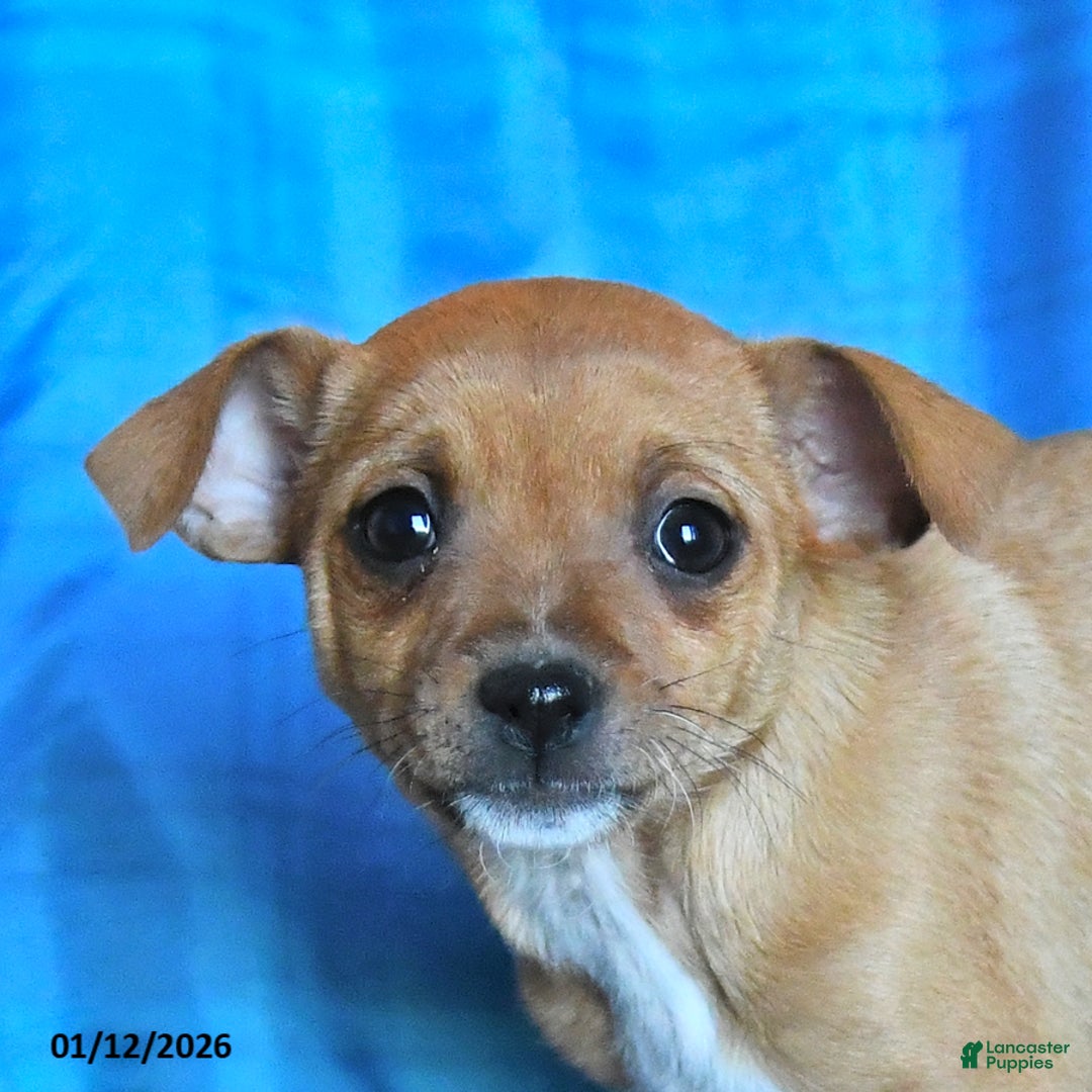 Chihuahua dogs for sale: Snickers - Ad 5