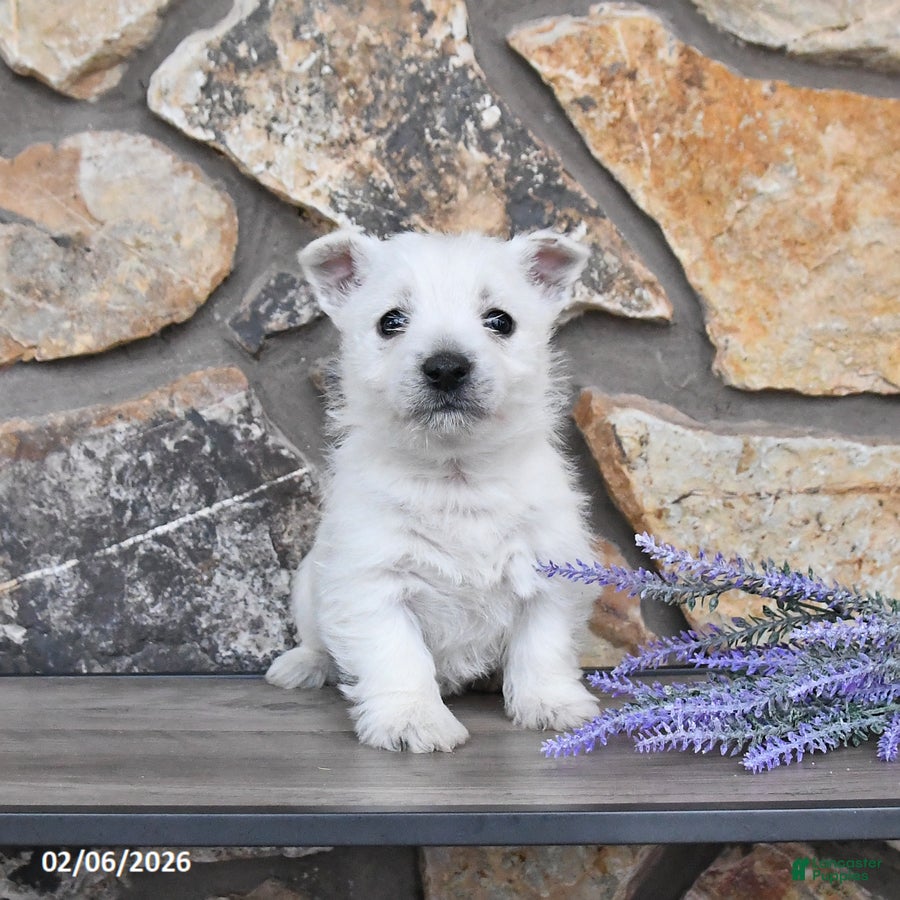 West Highland Terrier dogs Travis - Ad 2