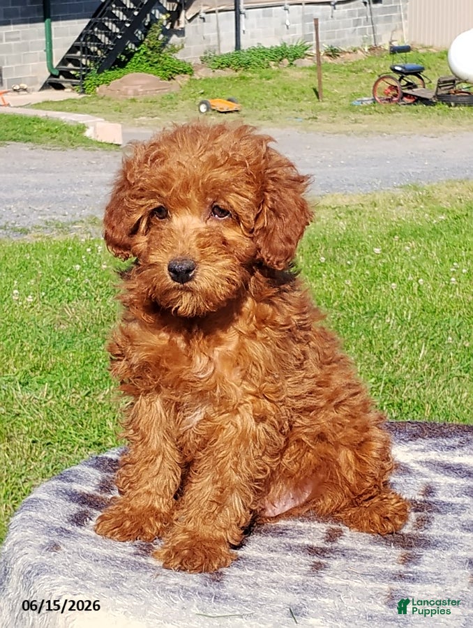 Irish Doodle dogs Jane - Ad 1