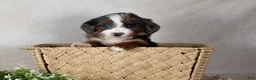 Bernedoodle dogs for sale: Sweety - Ad 3