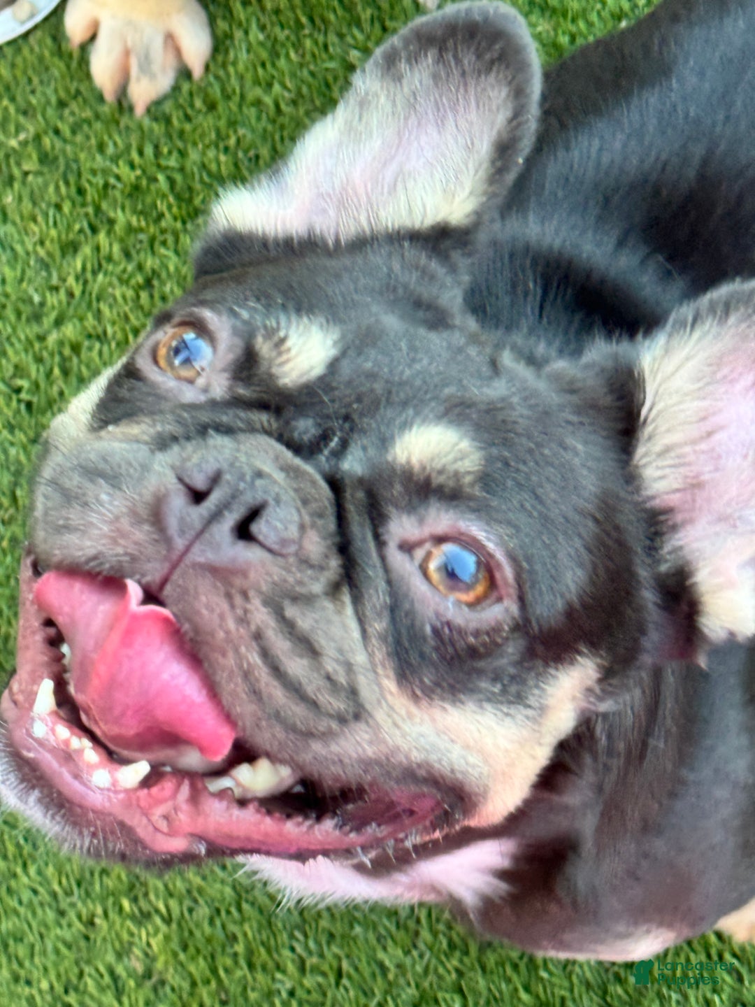 French Bulldog dogs for sale: Nacho - Ad 2