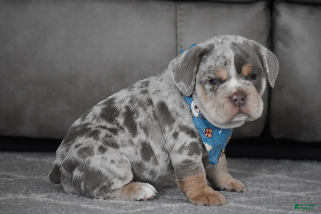 Beabull dogs for sale: Foster - Ad 8