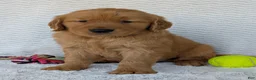 Golden Retriever dogs for sale: Brady - Ad 16