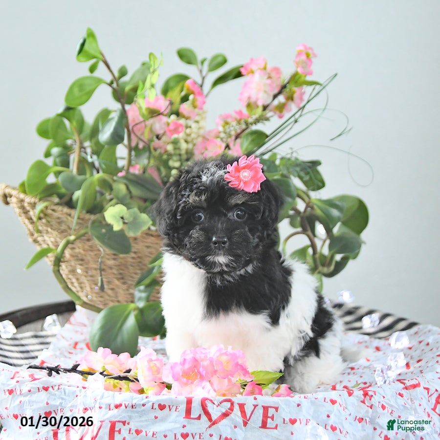 Havapoo dogs Ember - Ad 4