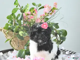 Havapoo dogs Ember - Ad 4