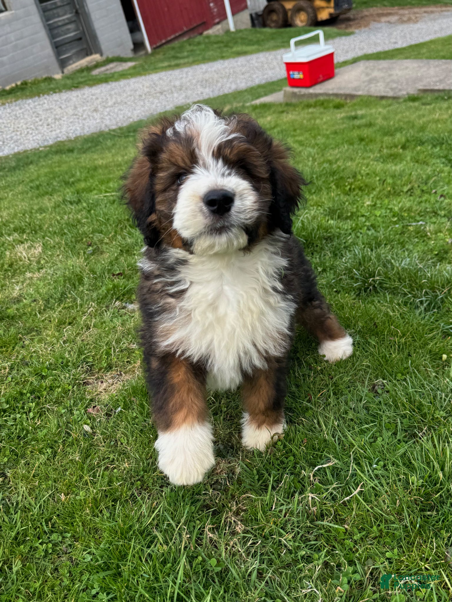 Bernedoodle dogs Bear - Ad 1
