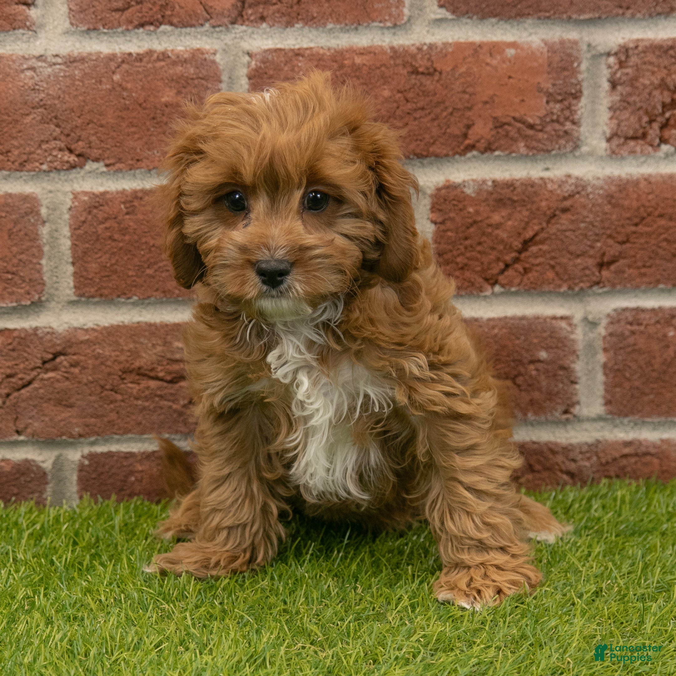 Cavapoo dogs Baxter - Ad 1