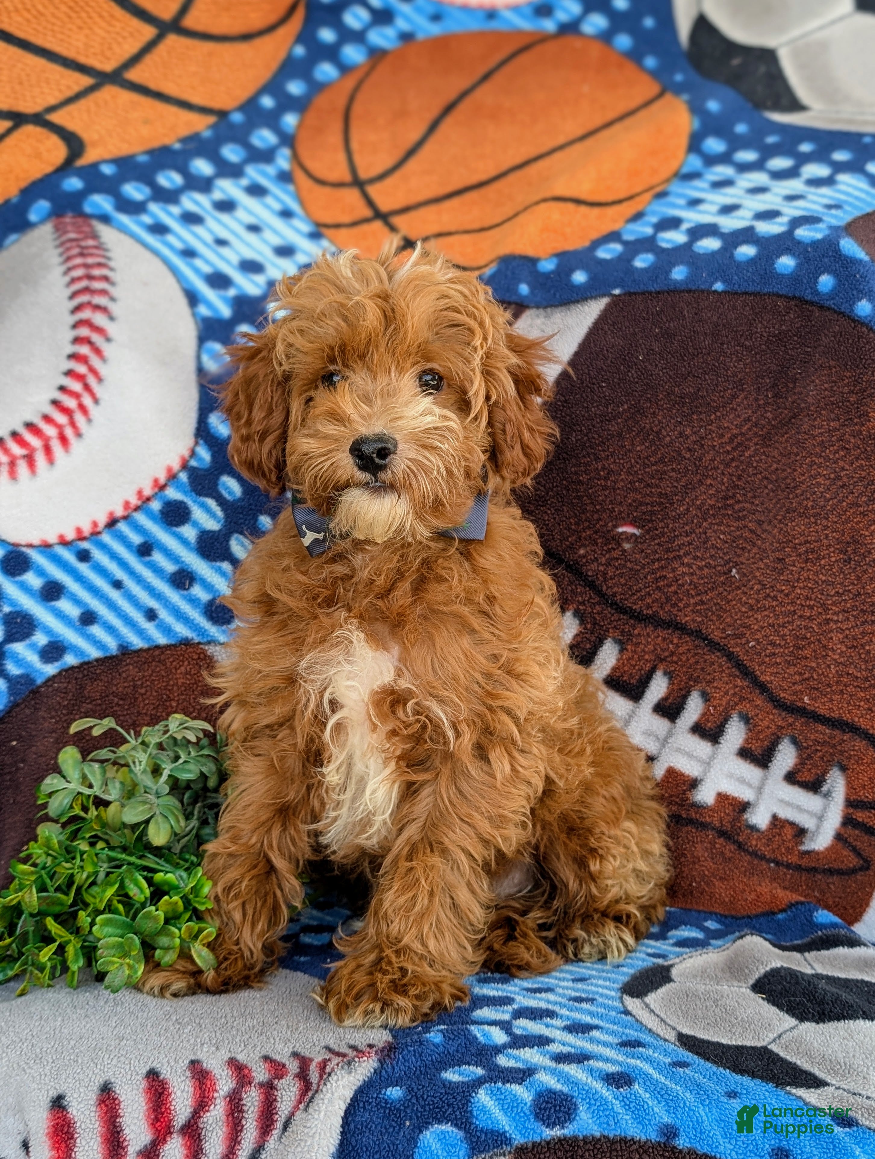 Cockapoo dogs Braedon Hypoallergenic - Ad 1