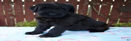 Giant Schnauzer dogs for sale: Luann - Ad 5