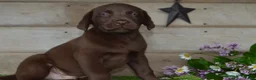 Labrador Retriever dogs for sale: Ann - Ad 7