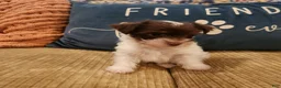 Yorkshire Terrier dogs for sale: Yorkshire Terrier boy chocolate parti - Ad 4