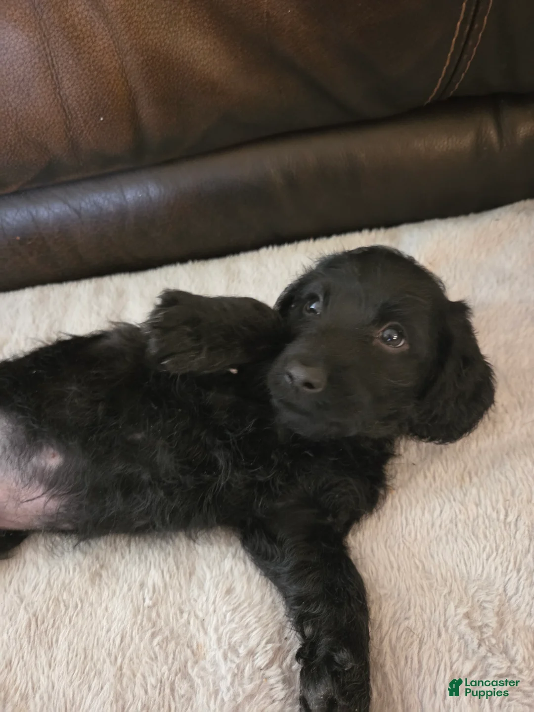 Mixed Breed dogs for sale: Sonny - Ad 2