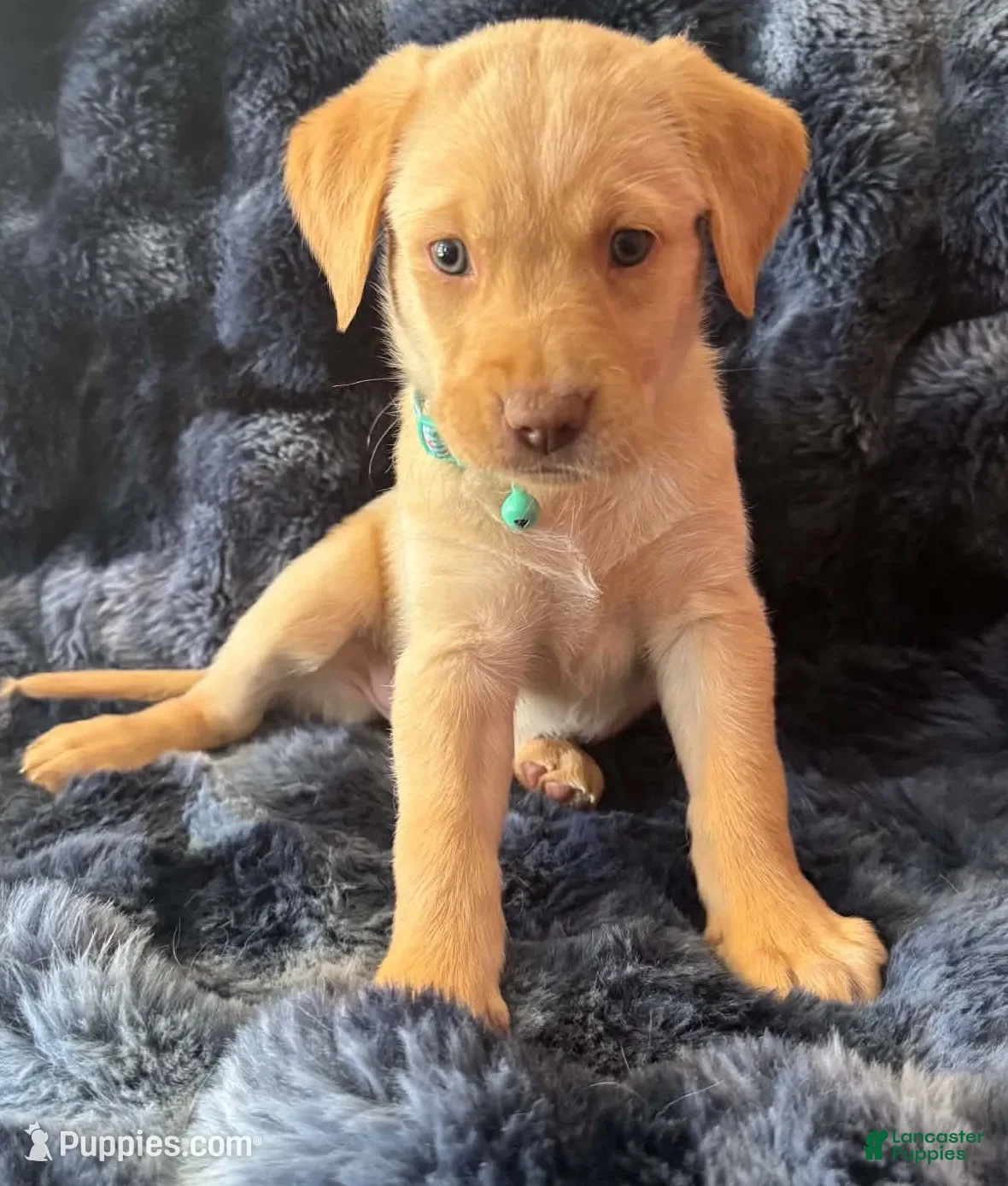 Goldador dogs Teal - Ad 2