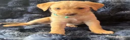 Goldador dogs for sale: Teal - Ad 2