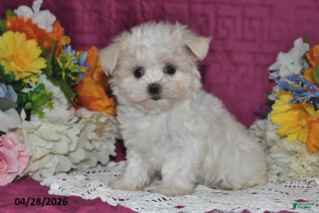 Maltese dogs for sale: Tori - Ad 1