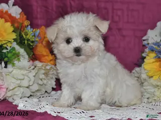 Maltese dogs for sale: Tori - Ad 4