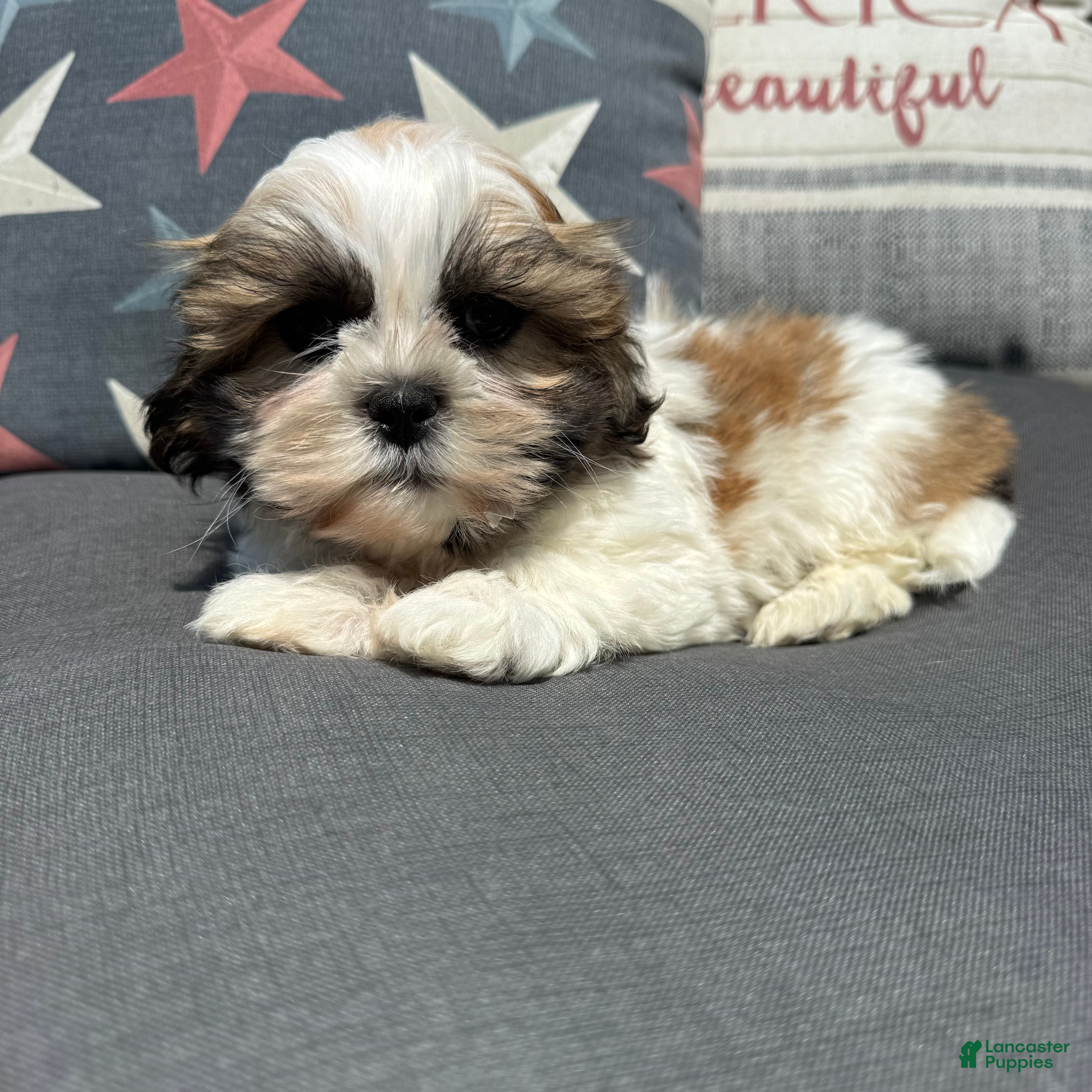 Teddy Bear dogs Stew  - Ad 26