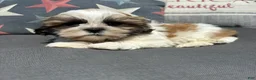 Teddy Bear dogs for sale: Stew  - Ad 1